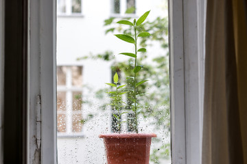 green plant on a window with rain drops