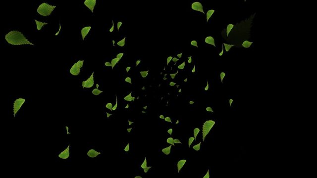 Spreading 3D Leaves - Alpha channel