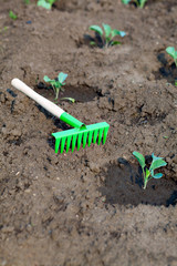 Gardening Tools. Rake on the earth with sprouts cabbage