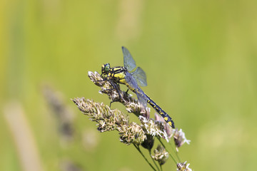 a green dragonfly sits on a grass on a meadow on a Sunny summer day