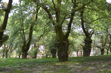 Городской парк