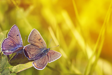 two little butterflies sitting on the grass on a bright Sunny background