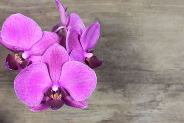 Dark pink orchid