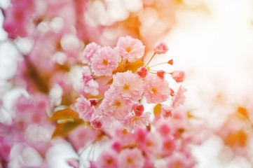 Cherry tree blossom close up with sunbeam