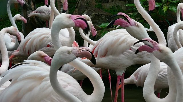 herd of pink flamingo bird animal in swamp
