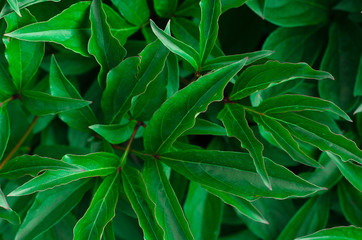 Naklejka na ściany i meble Nature theme: Beautiful fresh green leaves on a dark background