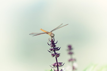 Vintage silhouette photography with dragonfly and blur backgroun