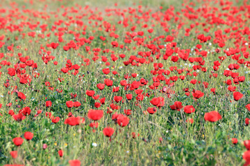 Poppy flowers field, close-up early in the morning