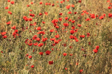 Fototapeta premium Poppy flowers field, close-up early in the morning