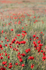 Poppy flowers field, close-up early in the morning