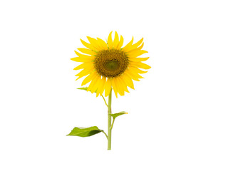 Sunflower isolated on white background with clipping path