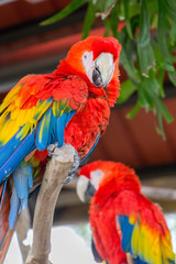 Two Beautiful Big Red Scarlet Macaw (Ara Macao) sitting on the Branch with Fresh Green Leafs in the Background, Hong Kong, Close-up