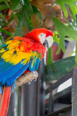 Two Beautiful Big Red Scarlet Macaw (Ara Macao) sitting on the Branch with Fresh Green Leafs in the Background, Hong Kong, Close-up