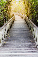 Naklejka na ściany i meble wood bridge through the mangrove forest with sun light at the en