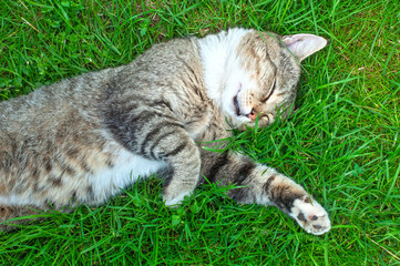 Naklejka na ściany i meble cat sleeping on the grass, hiding in the shade from the heat