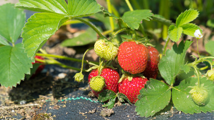 Branch of strawberries