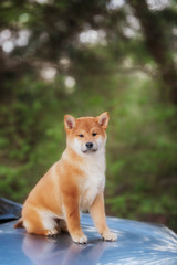 beutiful shiba inu dog on car