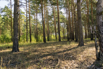 Pine Forest in the Morning