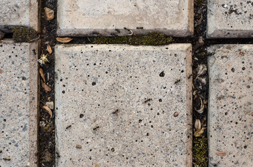 Insects topic: ants creep on a pavement slab in the garden