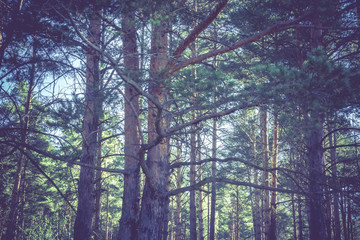Obraz premium Pine Trees in the Morning Filtered