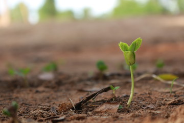 Germinated seeds in rainy season show lifes, growing and hope