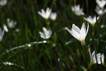 White zephyranthes lilies with green background