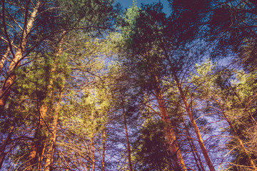 Pine Trees in the Morning Filtered