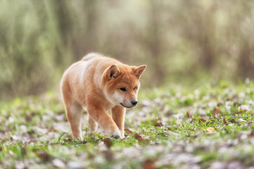 Beautiful Young Red Shiba Inu Puppy Dog