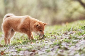 Naklejka premium Beautiful Young Red Shiba Inu Puppy Dog