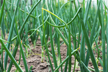 Green onion