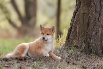 Beautiful Young Red Shiba Inu Puppy Dog