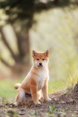 Naklejka na ściany i meble Beautiful Young Red Shiba Inu Puppy Dog