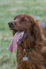 Closeup portrait of Red Irish Setter.Selective focus