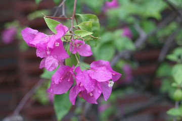 Bougainvillea with raindrop in daylight, soft and selective focus