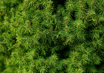 Green branches of a fur-tree or pine