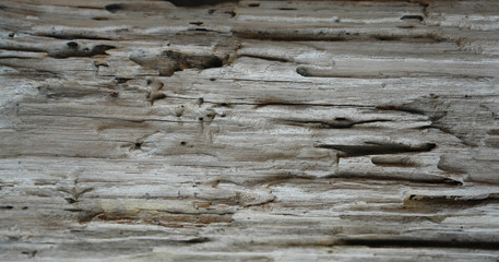Fototapeta premium Wood Grain Background