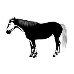 horse. vector. black and white