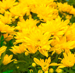 Yellow Flowers Background