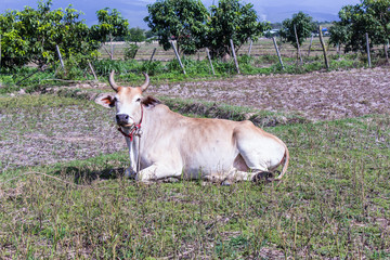 Thai cow in field, mammal farm
