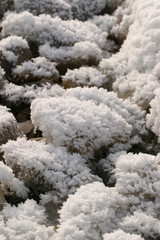 winter morning on the river