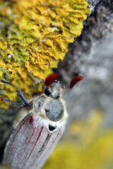 different chafers