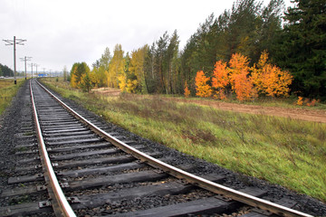 Railway in the forest