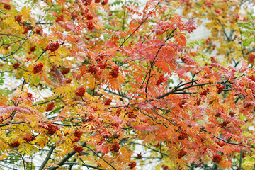 ripe rowan