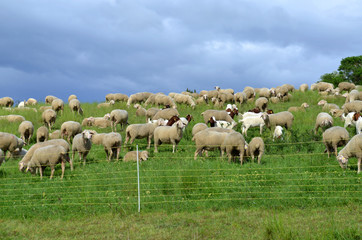 Fototapeta premium Schafherde