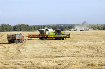 Fototapeta premium grain harvest