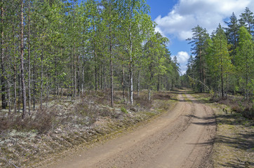 Obraz premium Forest road. Sunny day in June.