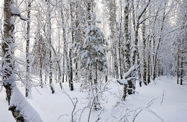 winter landscape