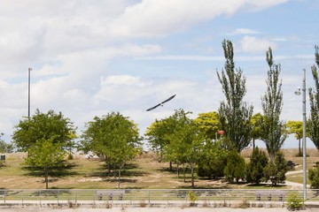 white stork flying over acacias of a park in summer