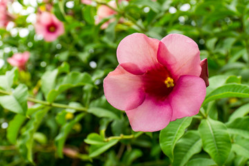 Fototapeta premium Pink allmanda flowers