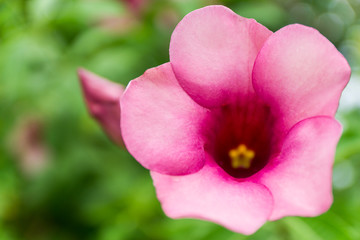Pink allmanda flowers
